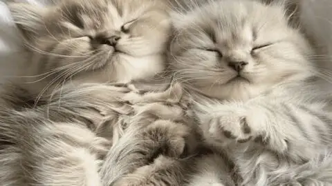 See How This Micro-Mini Kitten Develops Over Time