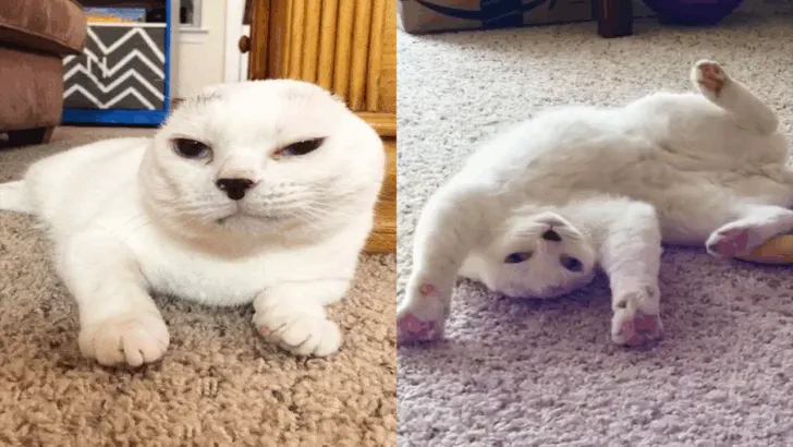 Senior Cat with No Ears Finds New Home: A Touching Transformation Begins the Next Day