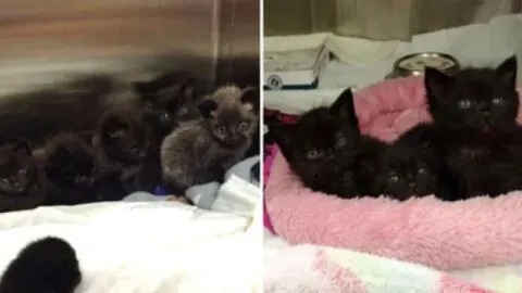 Seven Kittens Rescued from the Woods Discover Comfort and Hope in Their New Lives