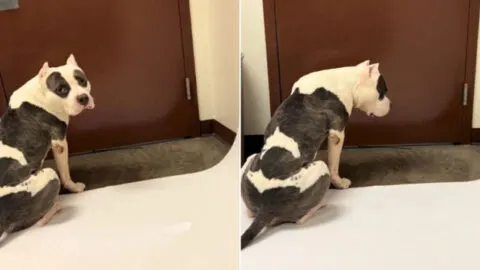 Shelter Dog Waits by the Door, Hoping for a Savior as Time Passes