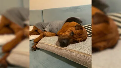 Shelter Dog Who Spent 2 Years Waiting for a Home Now Asks His Mom to Tuck Him in Every Night