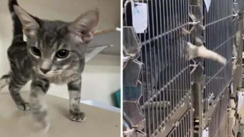 Shelter Kitten Captures Hearts Worldwide with His Remarkable Hidden Talent