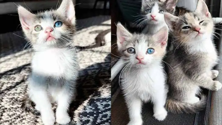 Spring the Kitten’s Eyes Unveil a Stunning Mix of Blue and Green Sparkling Hues