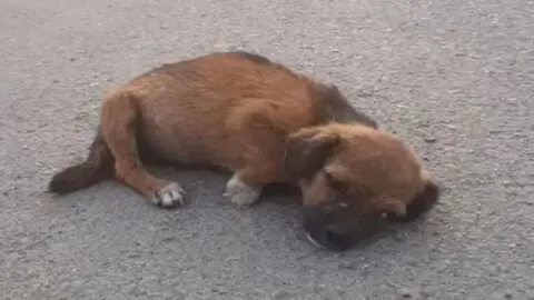 Starving Puppy Discovered Lying Powerlessly on the Street After Being Abandoned