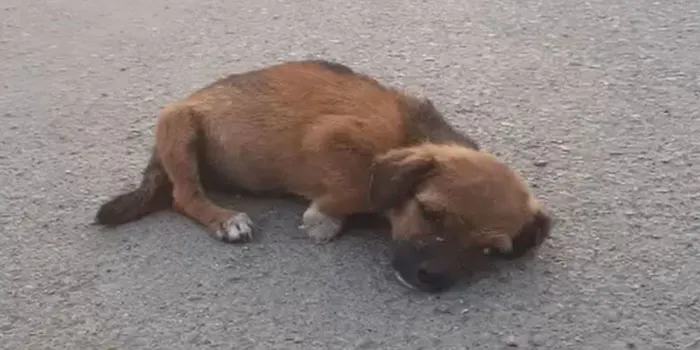 Starving Puppy Discovered Lying Powerlessly on the Street After Being Abandoned