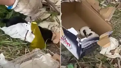 Stunned Man Discovers Something Unexpected on the Road and Acts Quickly