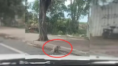 Surprised by Disabled Dog on the Road, Man Hurries to Offer Help