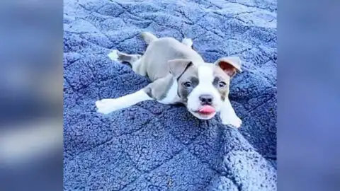 Swimmer Syndrome Puppy Learns to Run with the Help of Her Incredible Foster Parents