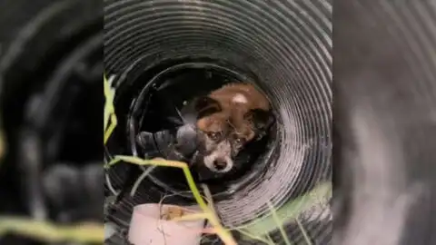 Terrified Dog Trapped in a Well Cries Out for Help Until Compassionate Rescuers Arrive