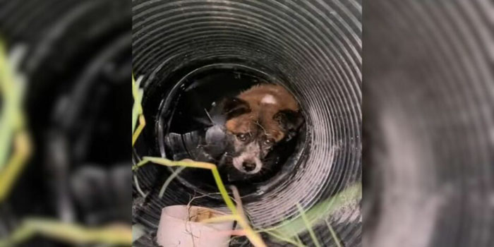 Terrified Dog Trapped in a Well Cries Out for Help Until Compassionate Rescuers Arrive