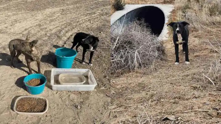 Terrified Dogs Abandoned in the Wilderness Find Shelter in a Pipe Until Kind Humans Arrive to Rescue Them