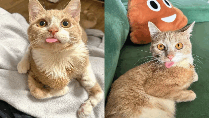 The Journey of Milton: Resilience and Everlasting Love
