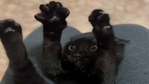 The New Era of ‘Stick ‘Em Up!’ Brings Back Memories of Our Beloved Little House Panther