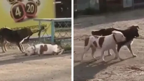 The Stray Dog Feared the Tied-Up Puppy Had Been Abandoned and Tried to Free Him