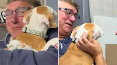 The Touching Moment a Family Welcomes a New Puppy Following Their Senior Dog’s Passing