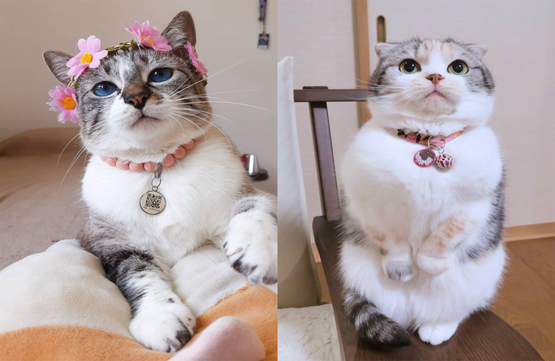 Subtle Cat The Unmatched Appeal of a Adorable Cat with Short Legs and Subtle Ears ...