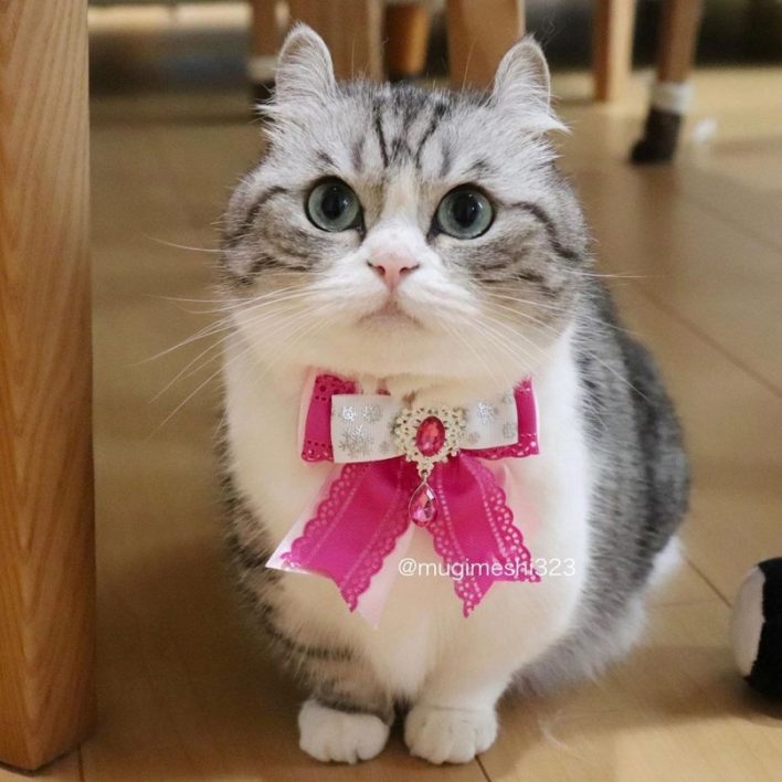 Subtle Cat The Unmatched Appeal of a Adorable Cat with Short Legs and Subtle Ears ...