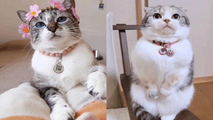 The Unmatched Appeal of a Adorable Cat with Short Legs and Subtle Ears, Captivating Millions Around the Globe