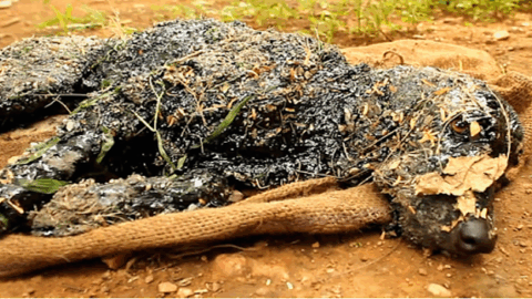The dog discovered trapped in hot tar was unable to move or call for assistance