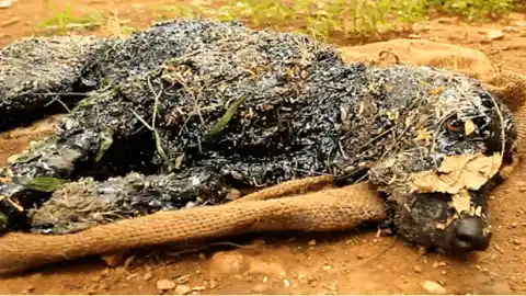 The dog discovered trapped in hot tar was unable to move or call for assistance