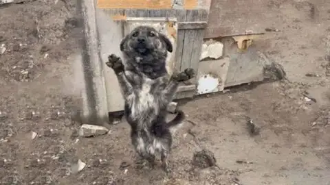 This Adorable Dog Longed for Rescue So Much That She Refused to Let Go of Her Rescuer’s Arm