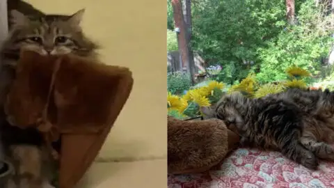 This Charming Tabby Cat Delivers Slippers to His Owner Daily