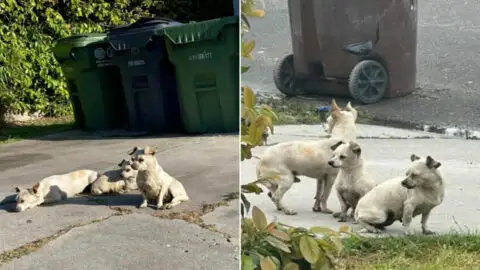 Three Abandoned Puppies Stuck Together Through Every Challenge Until They Found Someone Special