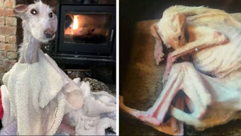 Tiggy Was Left for Dead in the ‘Worst Case in 15 Years’—Now She’s a Beautiful Dog Once More