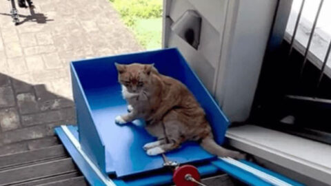 Touching DIY Project: Senior Cat’s Adventure with a Homemade Elevator