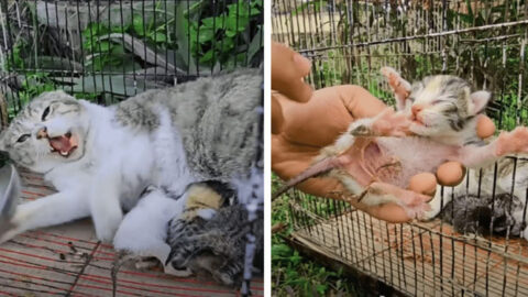 Traumatized Mama Cat and Her Kittens Rescued from Confinement at Last