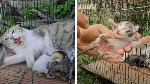 Traumatized Mama Cat and Her Kittens Rescued from Confinement at Last