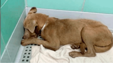 Traumatized and Completely Withdrawn Puppy Returned to Shelter by Foster Family