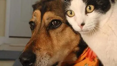 Truly Touching Tale of a Cat Embracing a New Puppy into Its Family