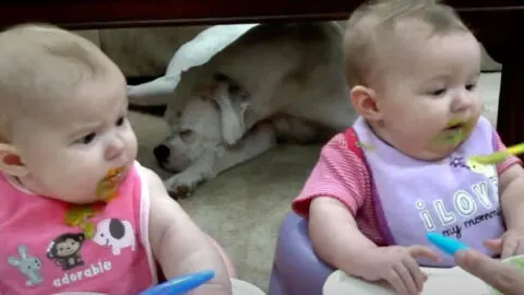 Twins’ First Taste of Baby Food Sparks Hilarious Reactions