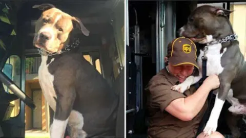 UPS Driver Builds Friendship with Pit Bull on Delivery Route and Adopts Him After Owner Passes Away, Offering a Forever Home