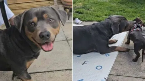 Unexpected Litter of Rottweiler and Dachshund Puppies Amazes Everyone