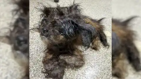 Unexpected Shelter Arrival: A Dog with a Surprising Outcome