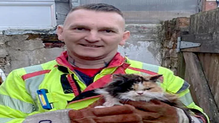 Unexpectedly Funny Twist in the Heroic Rescue of a Lancashire Cat