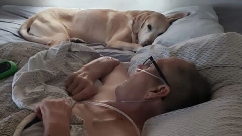 Veteran and His Faithful Dog Die Just Hours Apart