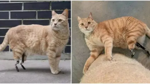 Vituzzo’s Path: Embracing Life on New Legs as a Ginger Cat