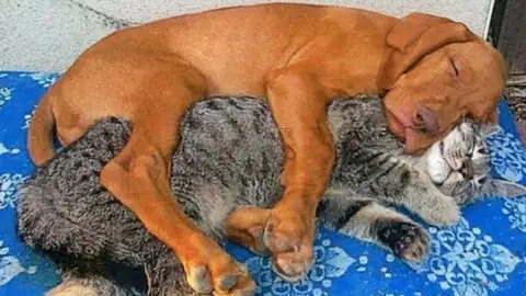When Cats Can&rsquo;t Hide Their Affection for Dogs