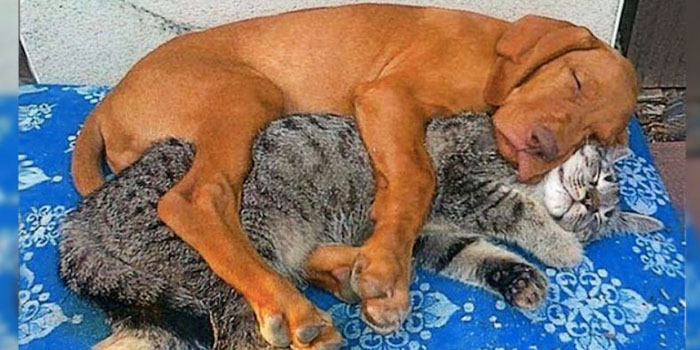 When Cats Can't Hide Their Affection for Dogs