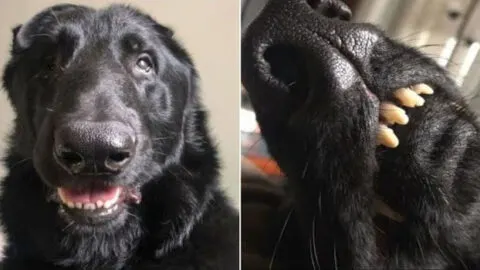 Woman Adopts Rescue Dog, Unaware of the Amazing Surprise He Brings with Him