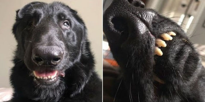 Woman Adopts Rescue Dog, Unaware of the Amazing Surprise He Brings with Him