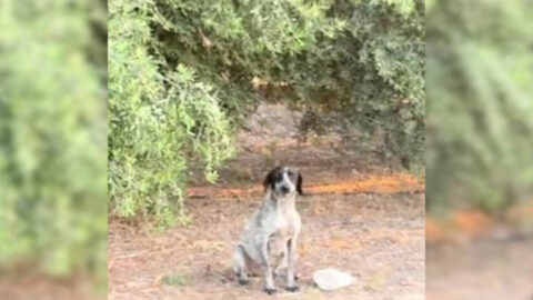 Woman Rescues Pregnant Stray Dog Just Before Scheduled Euthanasia