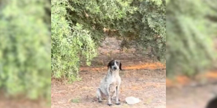 Woman Rescues Pregnant Stray Dog Just Before Scheduled Euthanasia