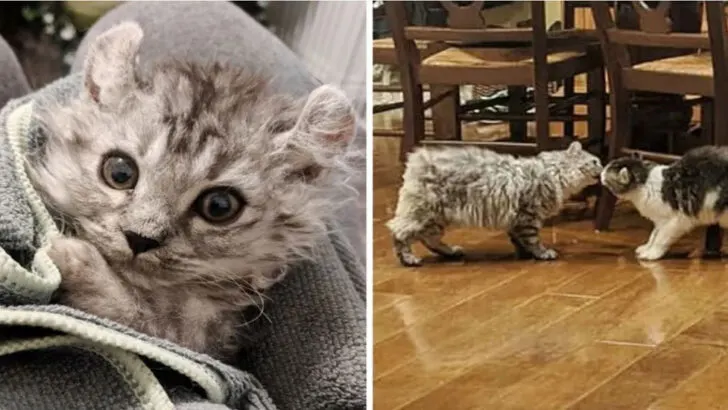 Woman Rescues Tailless Kitten and Returns to Save His Littermate: A Heartwarming Tale