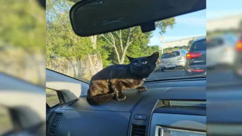 Woman Stunned When Stray Cat Leaps into Her Car and Won’t Leave