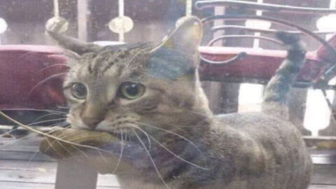 You Won’t Guess What This Kitty Planned to Do with a Leaf She Found!