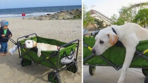Young Boy Shares a World Tour with His Beloved Pet Before Their Bittersweet Goodbye